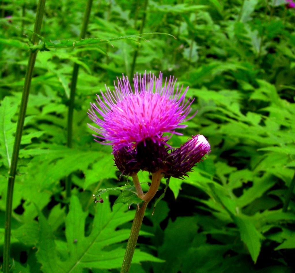 Carduus?  No, Cirsium alsophilum